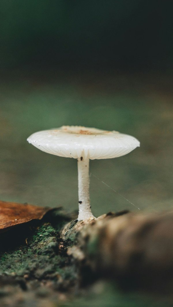 Quels sont les bienfaits du sel de la Mer Morte pour le soin de la peau et comment l'utiliser ?