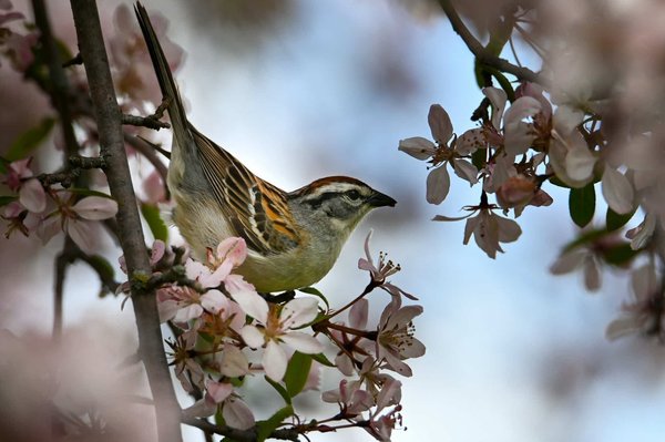 Comment styliser des vestes en jean avec des robes fleuries pour un look printanier?