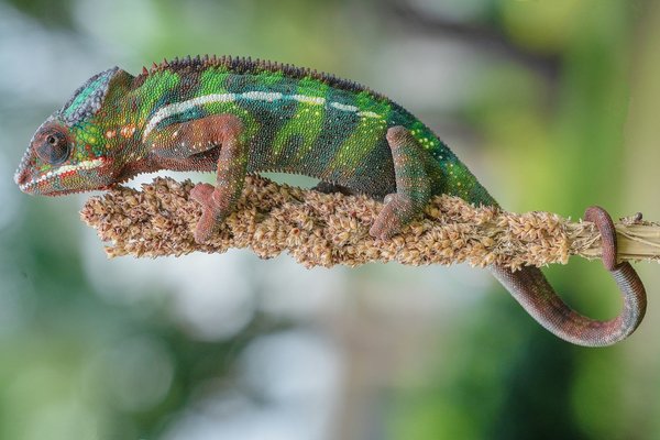 Quels sont les types de plantes d'intérieur à privilégier pour un air plus pur et un décor zen?