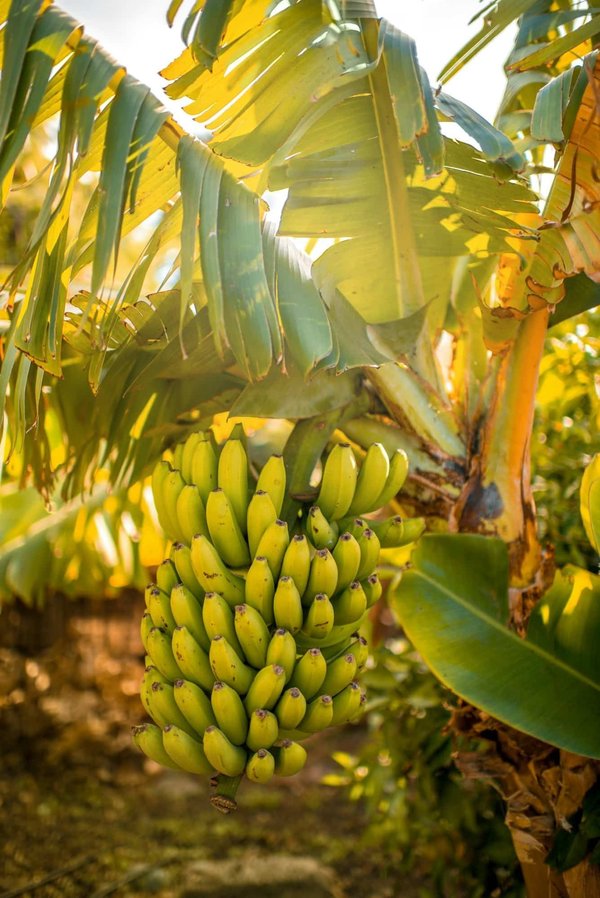 Comment choisir des sacs banane pour un look tendance mais pratique?